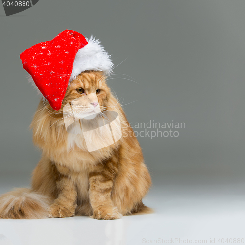 Image of Big ginger cat in christmas hat