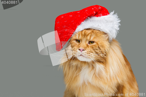 Image of Big ginger cat in christmas hat