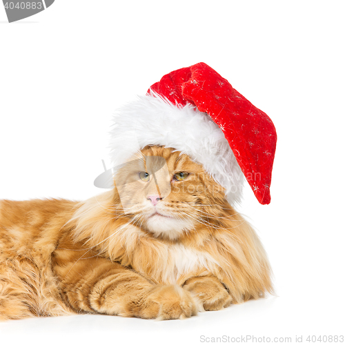 Image of Big ginger cat in christmas hat