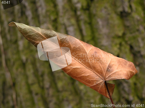 Image of leaf