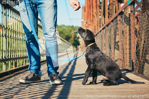 Image of Morning walk with dog