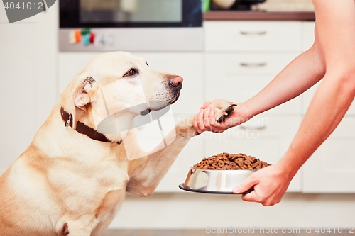 Image of Feeding the hungry dog