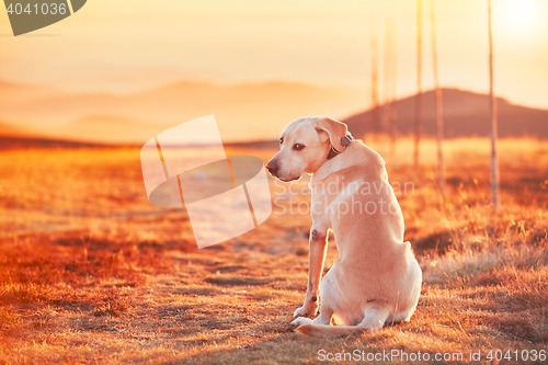 Image of Dog at the sunset