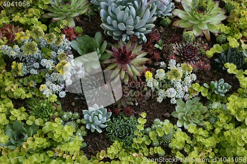 Image of Sempervivum tectorum in closeup, housekeep