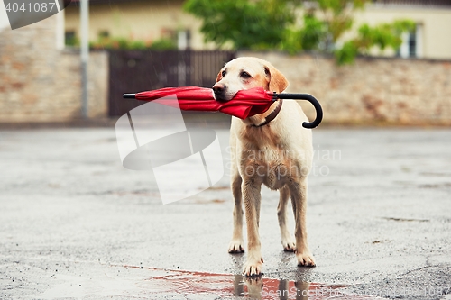 Image of Dog in rain