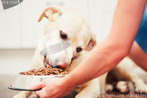 Image of Feeding the hungry dog