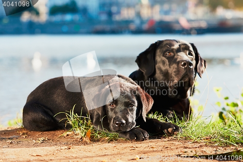 Image of Two dog on the walk