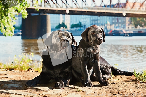 Image of Two dog on the walk