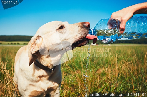 Image of Thirsty dog in hot day