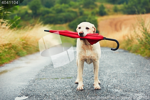 Image of Dog in rain