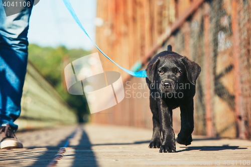 Image of Morning walk with dog