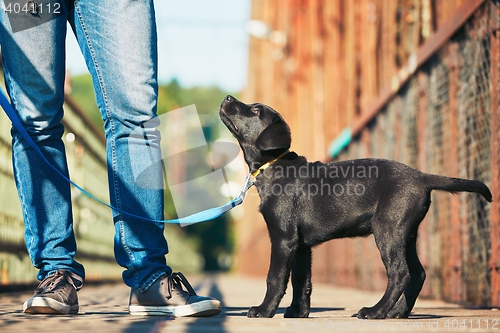 Image of Morning walk with dog