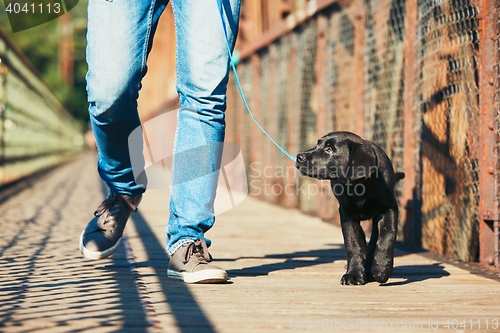 Image of Morning walk with dog