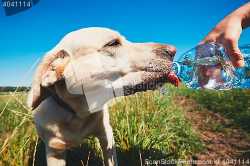 Image of Thirsty dog in hot day