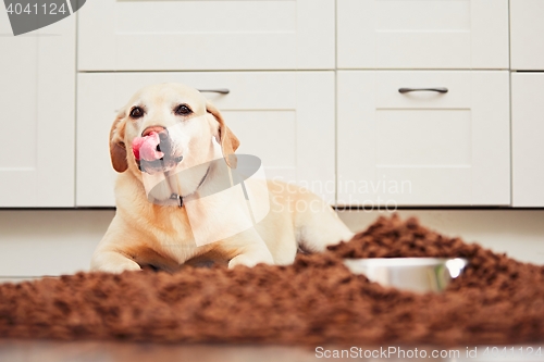 Image of Hungry labrador retriever