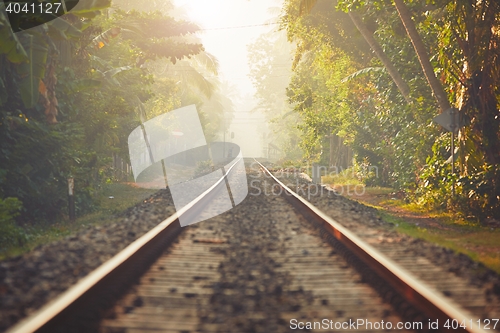 Image of Foggy morning in Sri Lanka