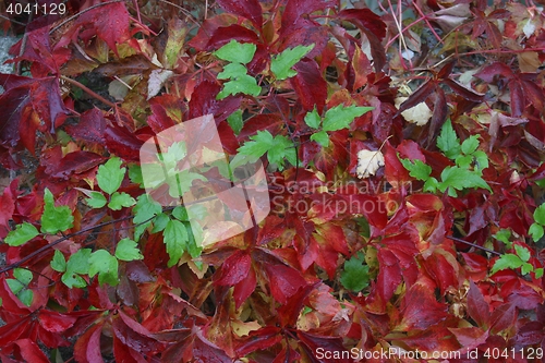 Image of Autumn leaves