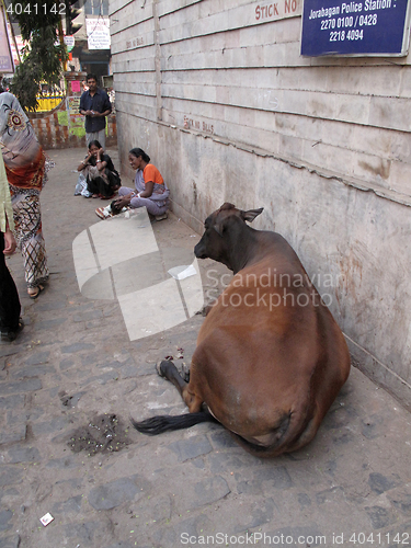 Image of Streets of Kolkata. Cow relaxing on the street