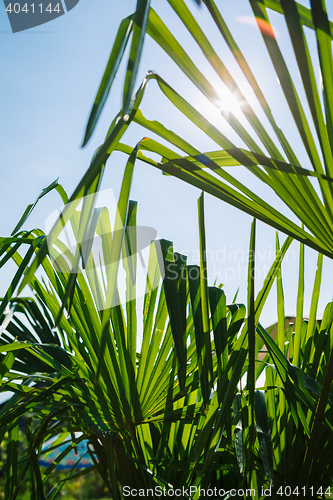 Image of Green leaves in sunlight