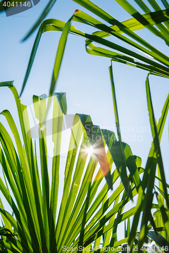 Image of Green leaves in sunlight