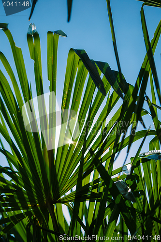 Image of Green leaves in sunlight