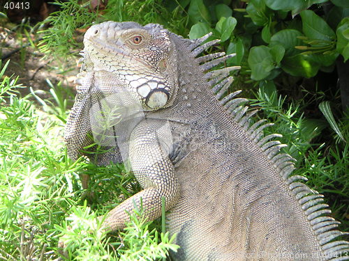 Image of Iguana