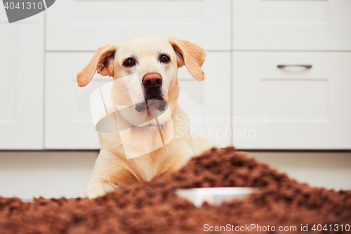 Image of Hungry labrador retriever