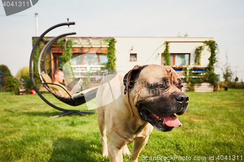 Image of Man with dog on the garden