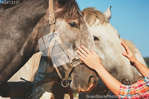 Image of Man with horses