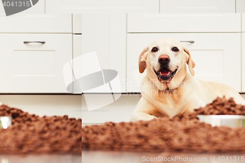 Image of Hungry labrador retriever