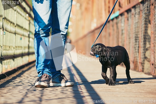 Image of Morning walk with dog