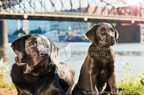 Image of Two dog on the walk