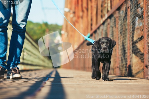 Image of Morning walk with dog