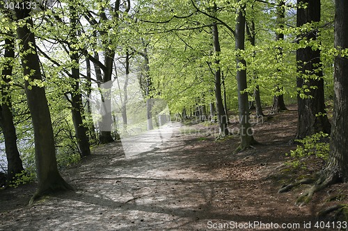 Image of Beech Forest at springtime