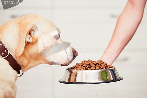 Image of Feeding the hungry dog