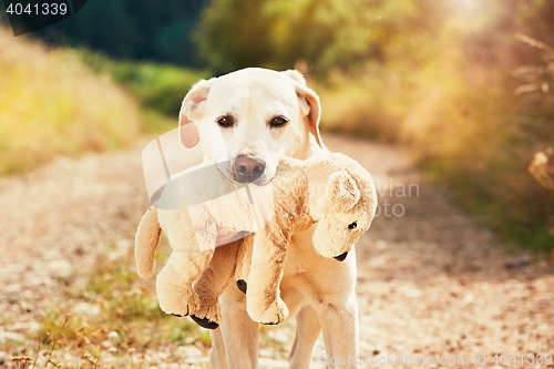 Image of Dog with his dog