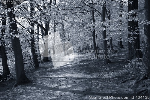 Image of Danish Beech forest