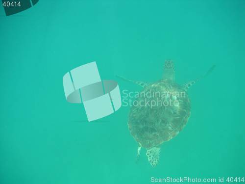 Image of Turtle in the Deep