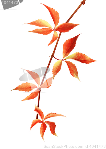 Image of Autumn red branch of grapes leaves