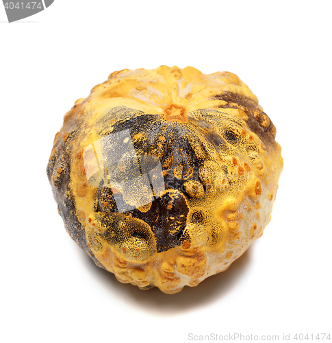 Image of Small decorative pumpkin
