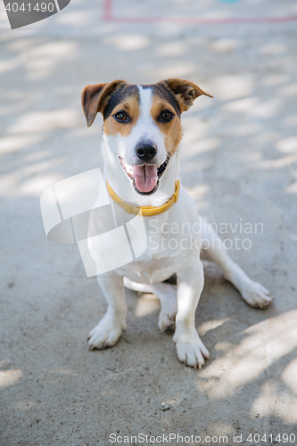 Image of Cute dog with  collar sitting on asphalt