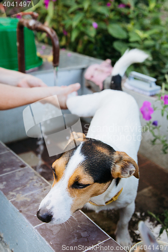 Image of Female hands washing dog\'s paws