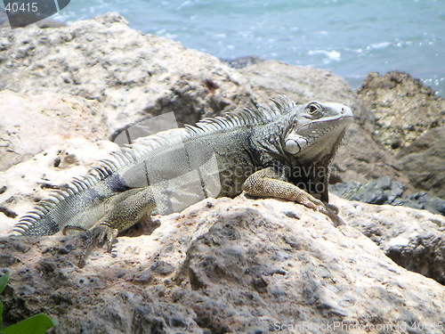 Image of Iguana on the rocks