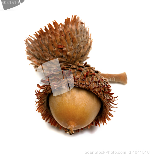 Image of Autumn oak acorn on white