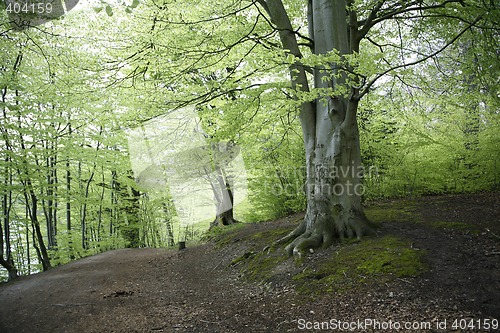 Image of Danish Beech forest