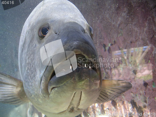 Image of Fish face