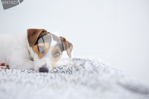 Image of Cute pet dog lying on bed 