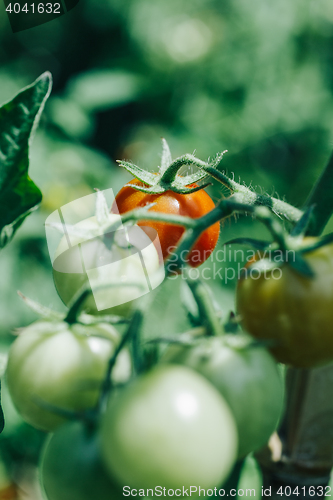 Image of Homegrown cherry tomatoes in a pot