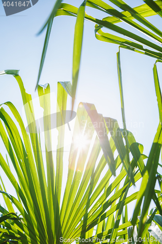 Image of Green leaves in sunlight