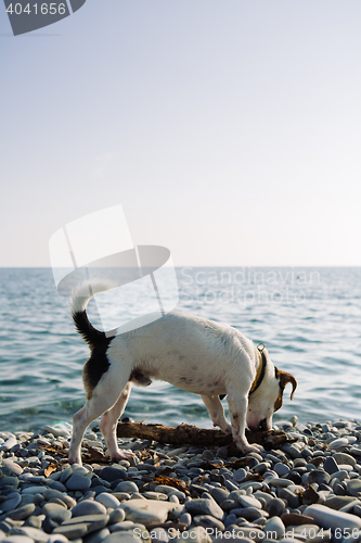 Image of Pet dog gnawing tree branch on stony coast